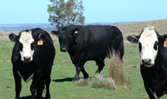 Livestock and Dogs