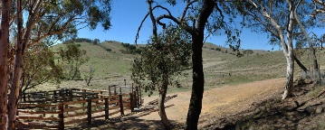 Timber