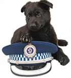 Labrador puppies for sale nsw australia